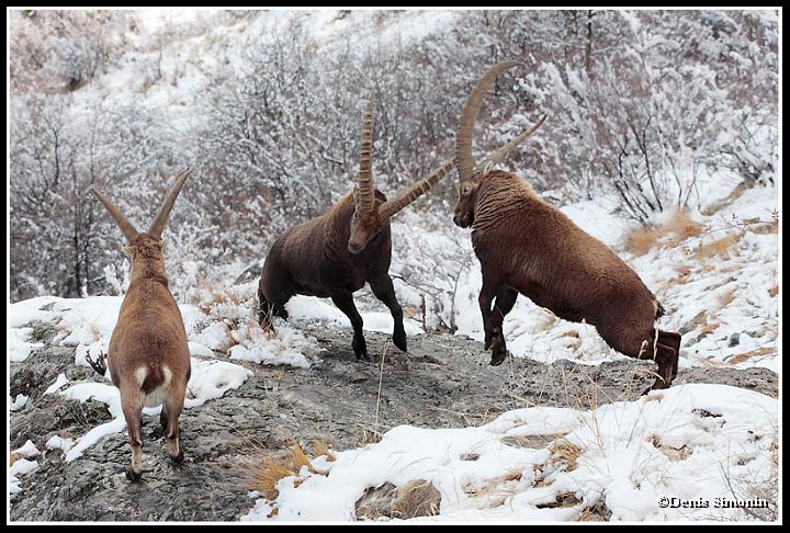 combat de bouquetins