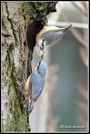 offrande de sitelles