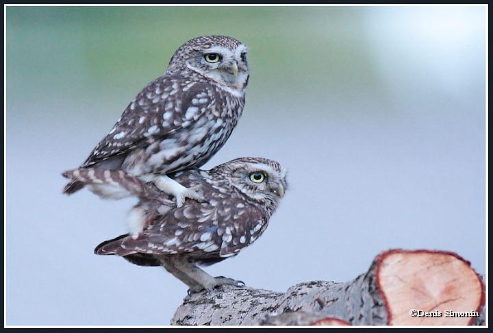 Accouplement de chouettes chevêches
