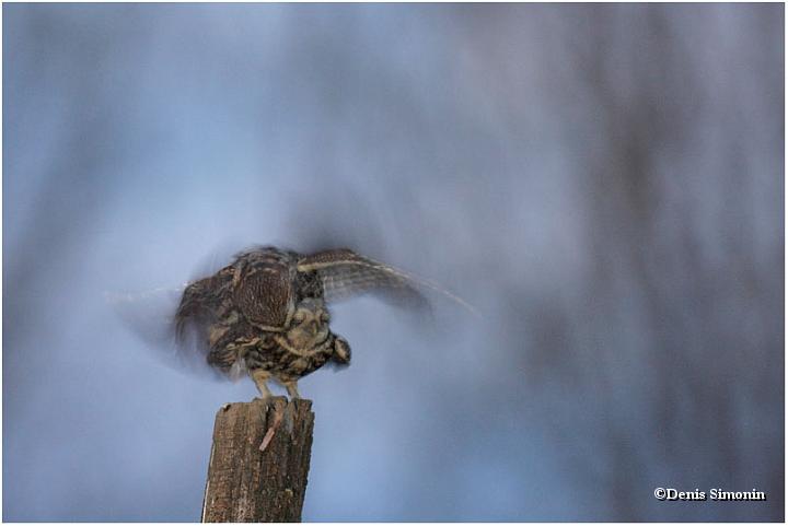 Avril - accouplement de chouettes chevêches