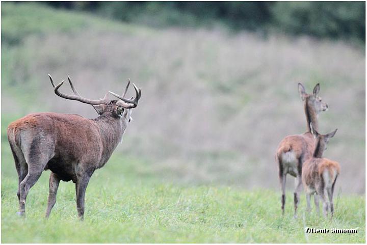 Septembre - brâme du cerf en Chartreuse