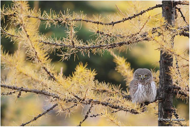Octobre - chevêchette dans les mélèzes