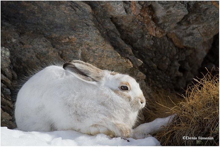 Novembre - lièvre variable