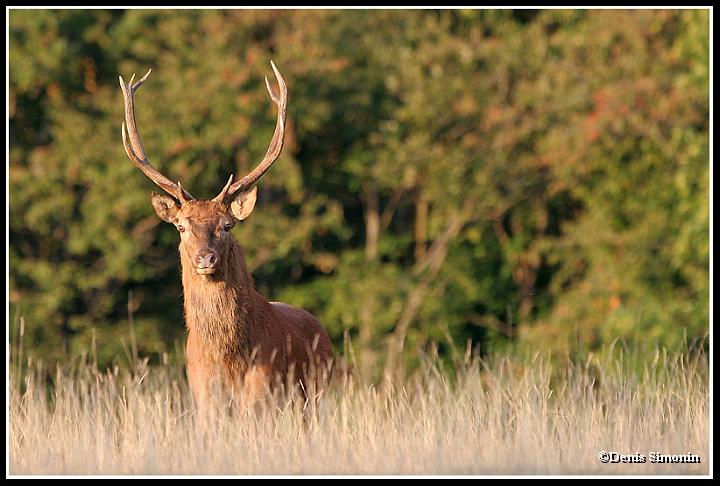 Cerf durant le brâme