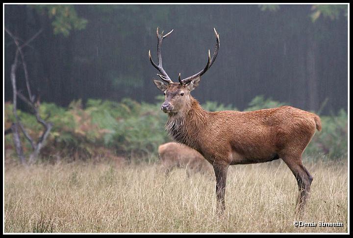 brâme sous la pluie