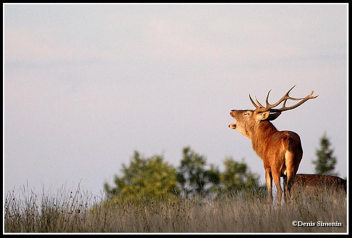 Cerf brâmant