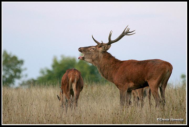 Cerf brâmant
