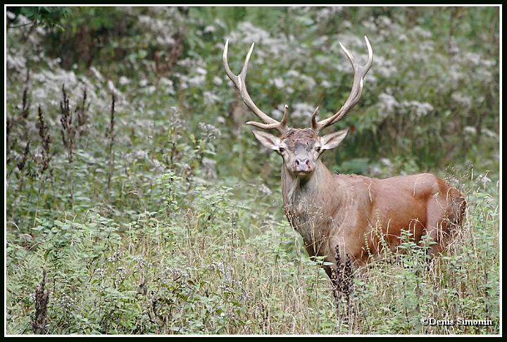 Cerf en forêt de Chartreuse