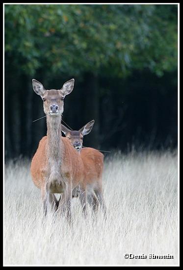Biche et son faon