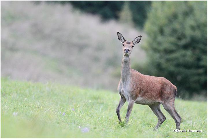 biche brâme Chartreuse