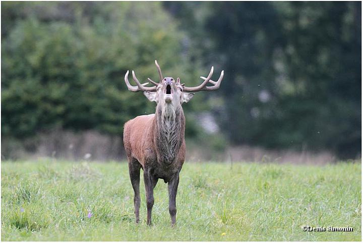cerf brâme Chartreuse