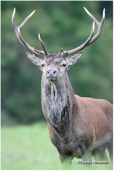 Portrait de cerf
