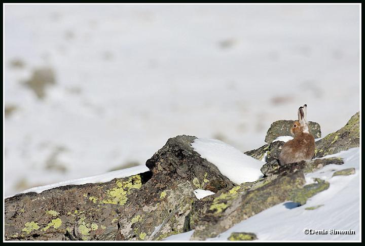 Lievre variable en automne