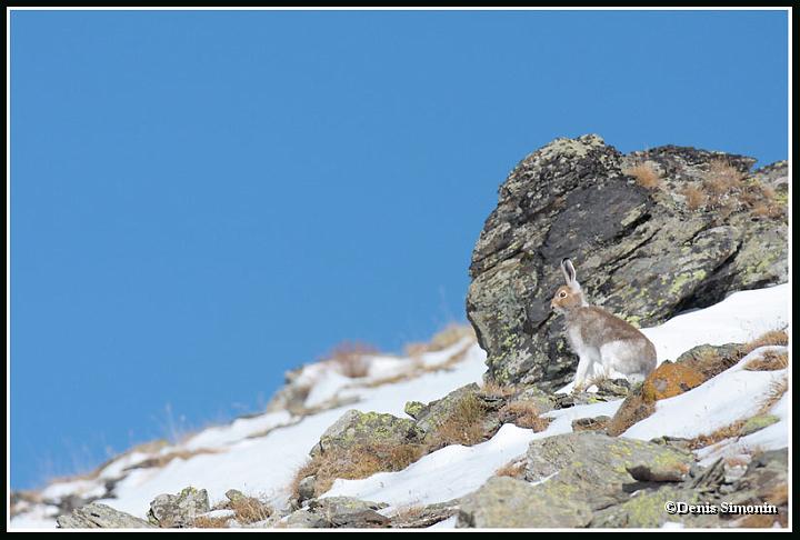 Lievre variable en automne