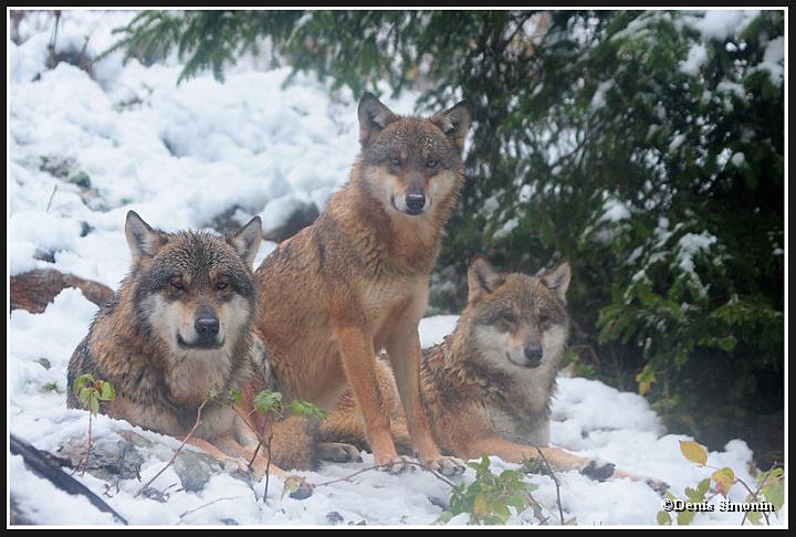 Meute de loups gris - parc Alpha Mercantour