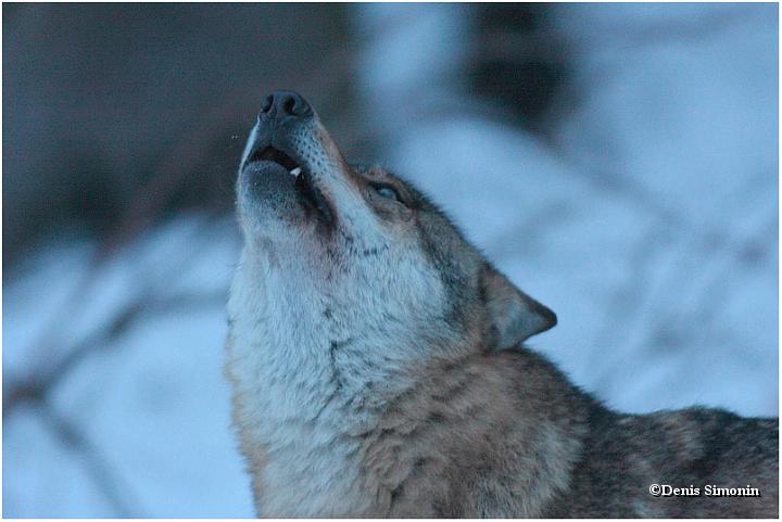 Loup gris en train de hurler - Parc du Bayerisherwald