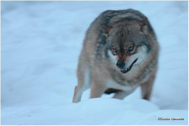 Loup gris - Parc du Bayerisherwald