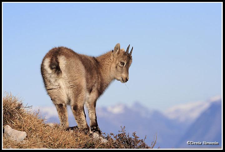 Jeune cabri de bouquetin
