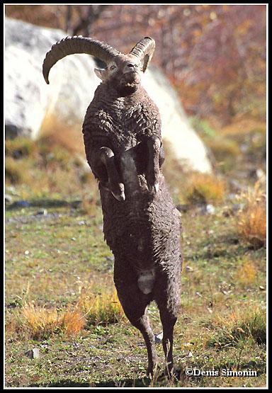Bouquetin mâle en rut