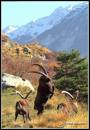 Joutes entre bouquetins mâles en rut