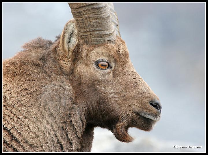 portrait de bouquetin mâle en hiver