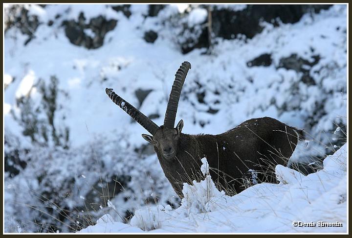 Bouquetin mâle en hiver