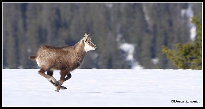 Cabri de chamois
