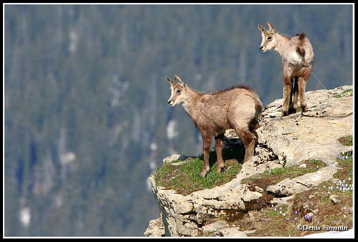 jeunes cabris de chamois