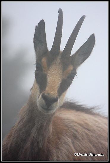 Chamois dans la brume
