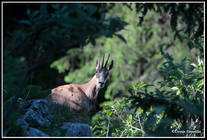 Femelle chamois