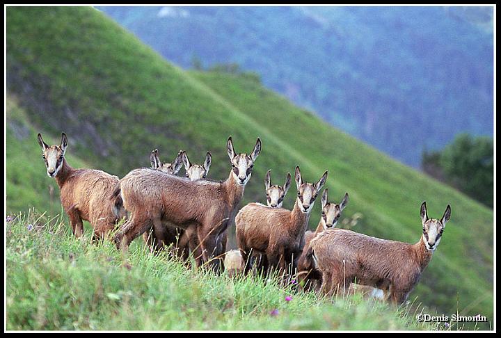 Grouope de cabris de chamois