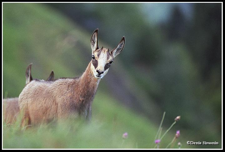 cabri de chamois
