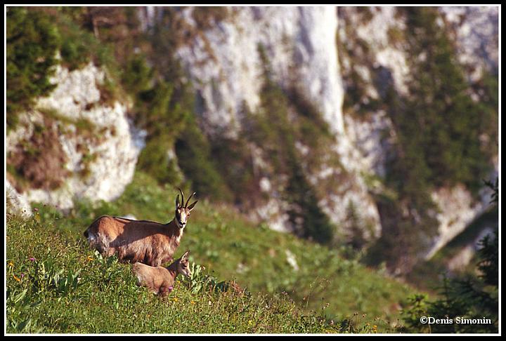 Femelle chamois et son cabri