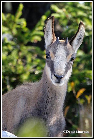 cabri de chamois