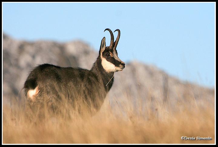 Chamois mâle en automne