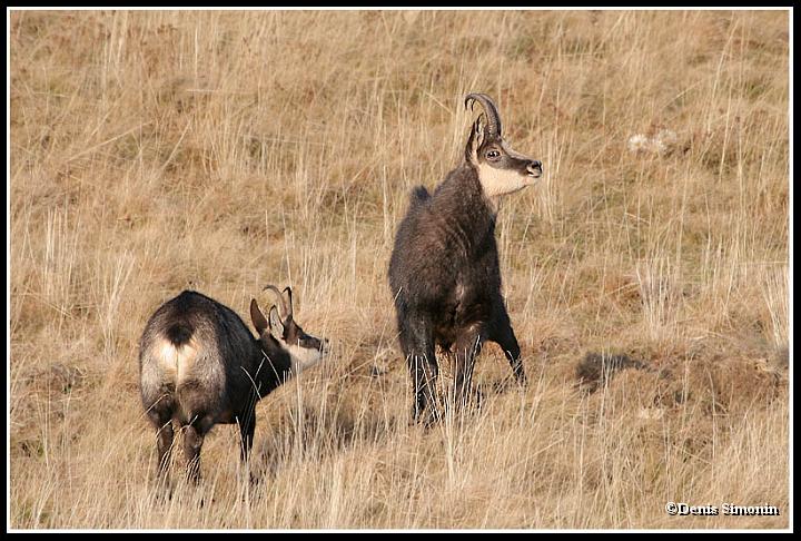 Chamois durant le rut