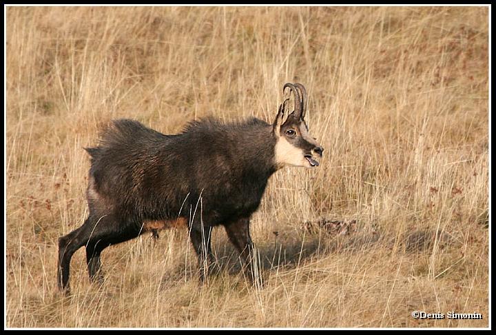 Chamois durant le rut
