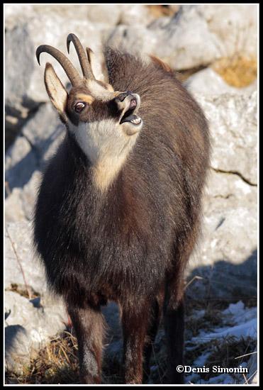 Chamois durant le rut