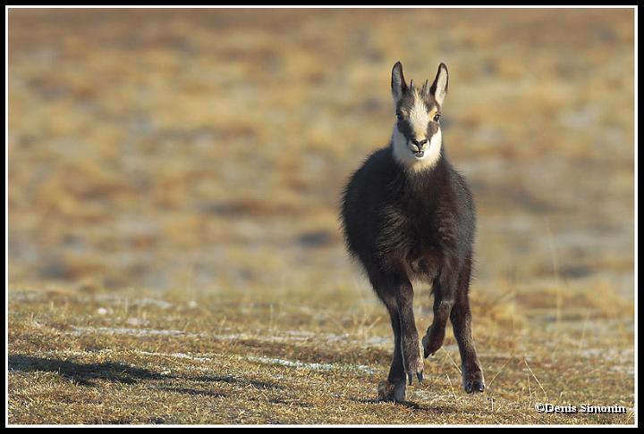 cabri de chamois en automne