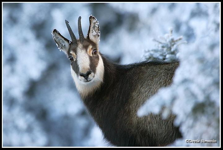 chamois en hiver