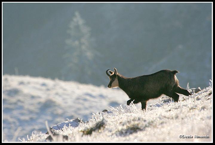 chamois en hiver