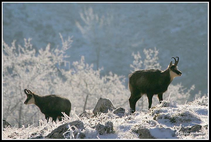 chamois en hiver