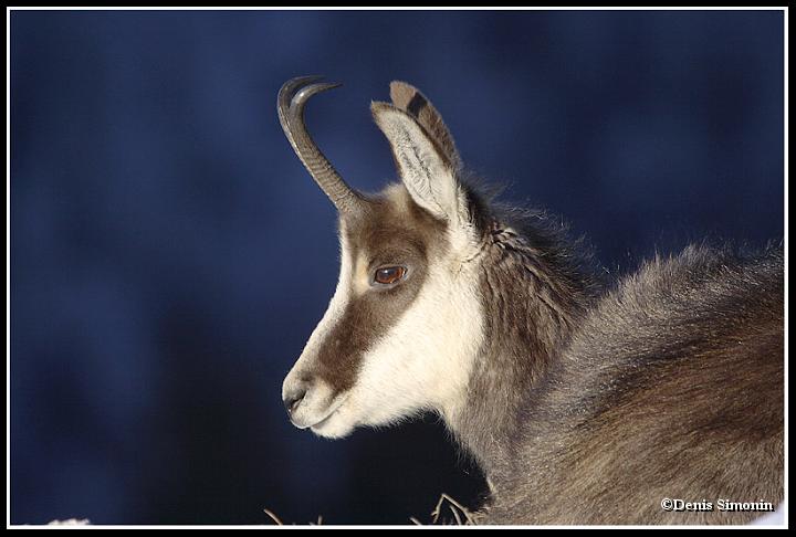Chamois femelle