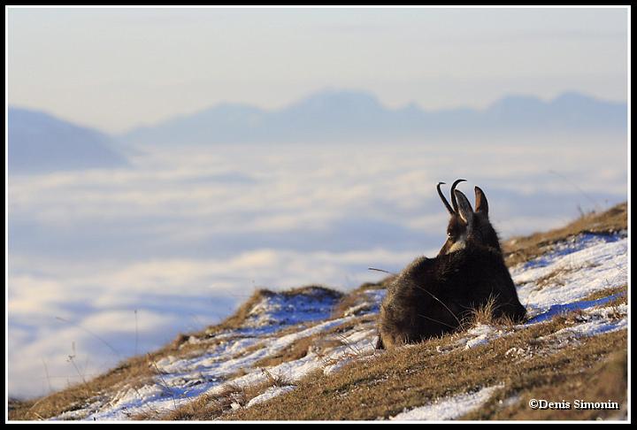 chamois en automne
