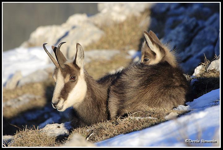 Femelle chamois et son cabri