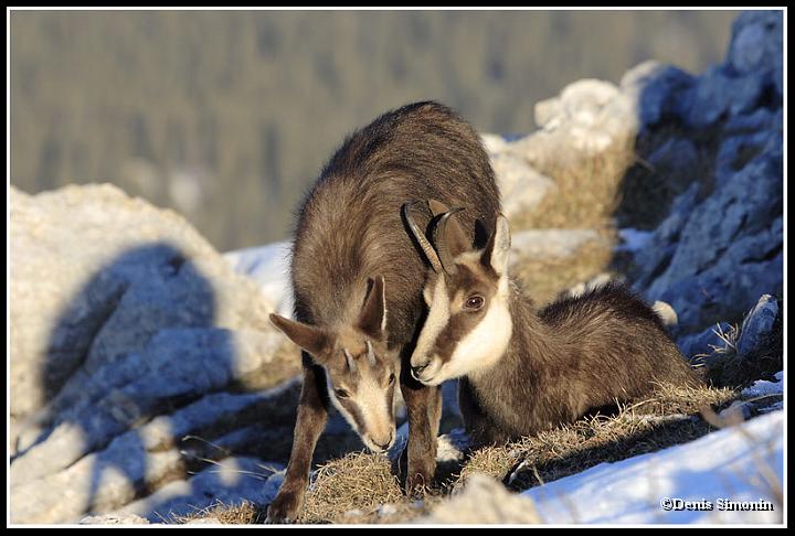 Femelle chamois et son cabri