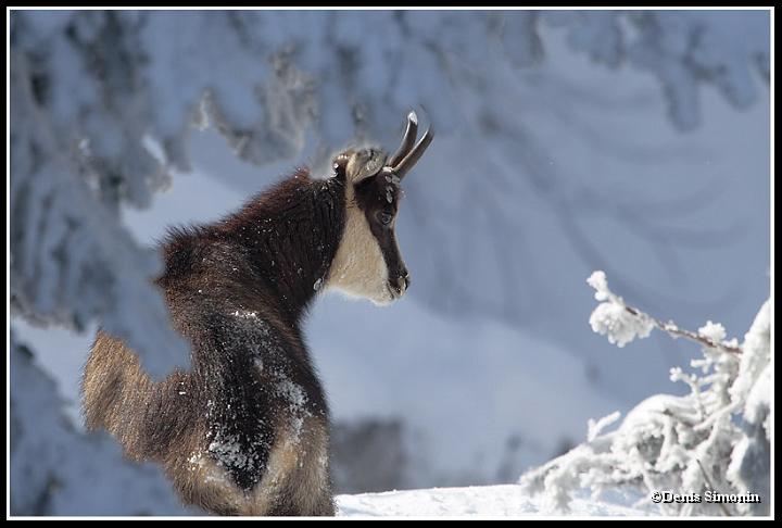 Chamois en hiver