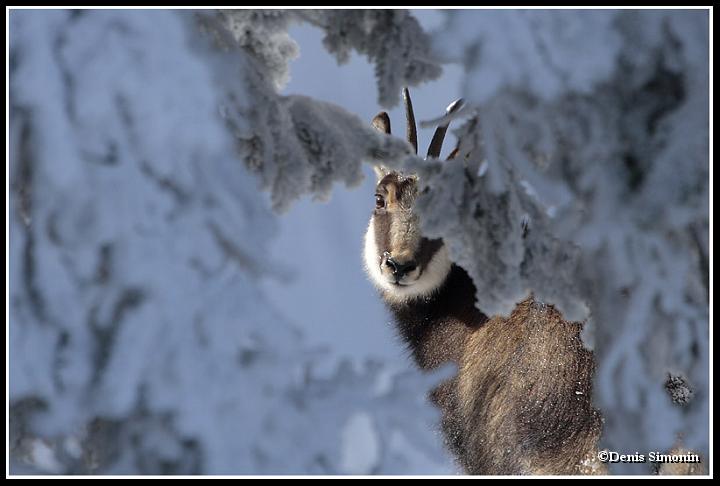 Chamois en hiver