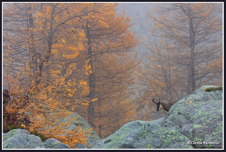 Chamois dans les mélèzes