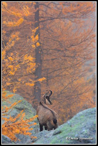 Chamois dans les mélèzes